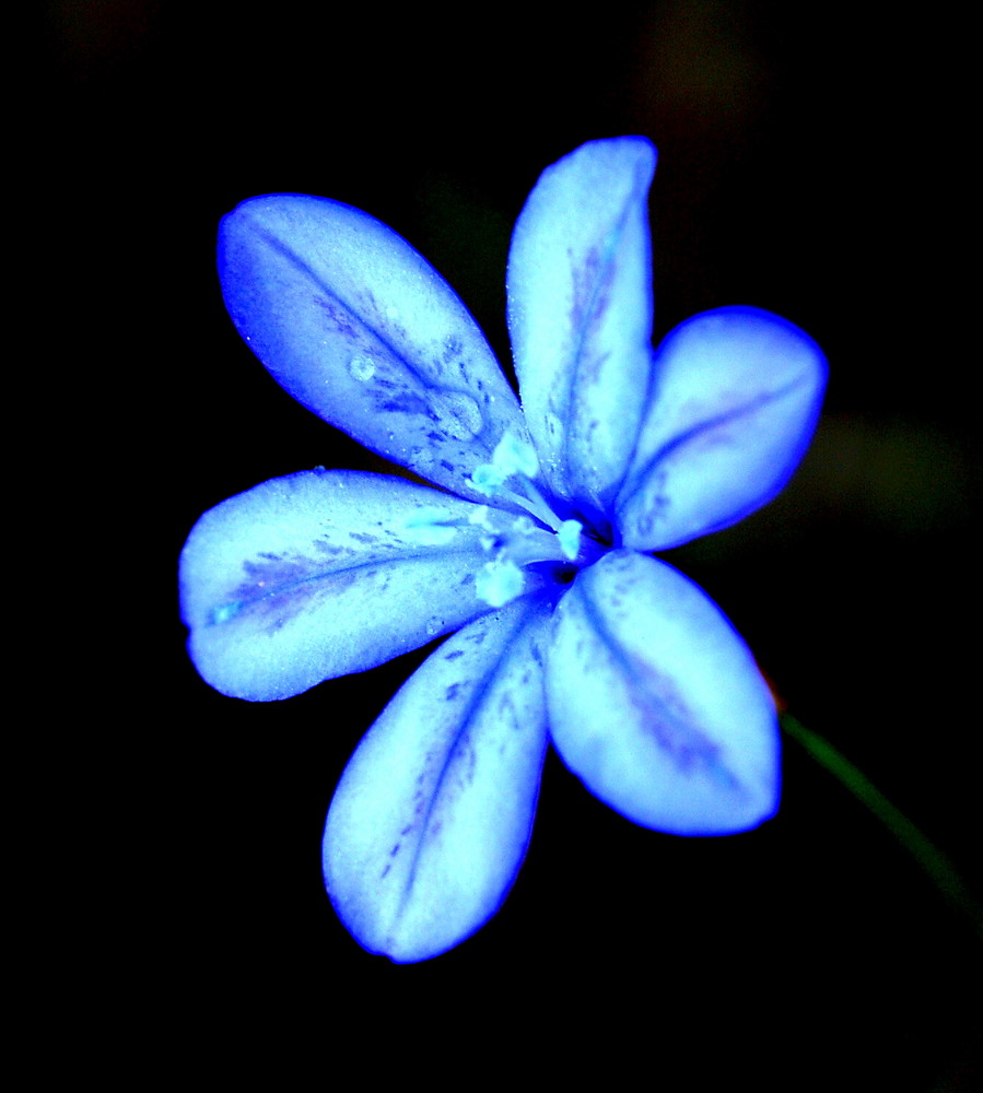 flor fluorescente