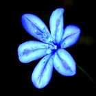 flor fluorescente