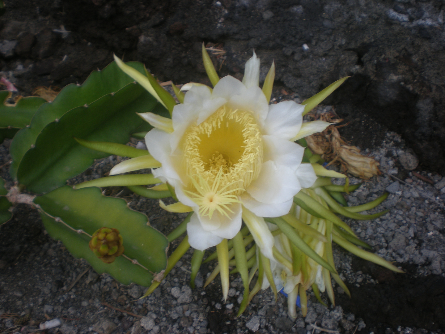 Flor gigante de cactus.