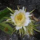 Flor gigante de cactus.