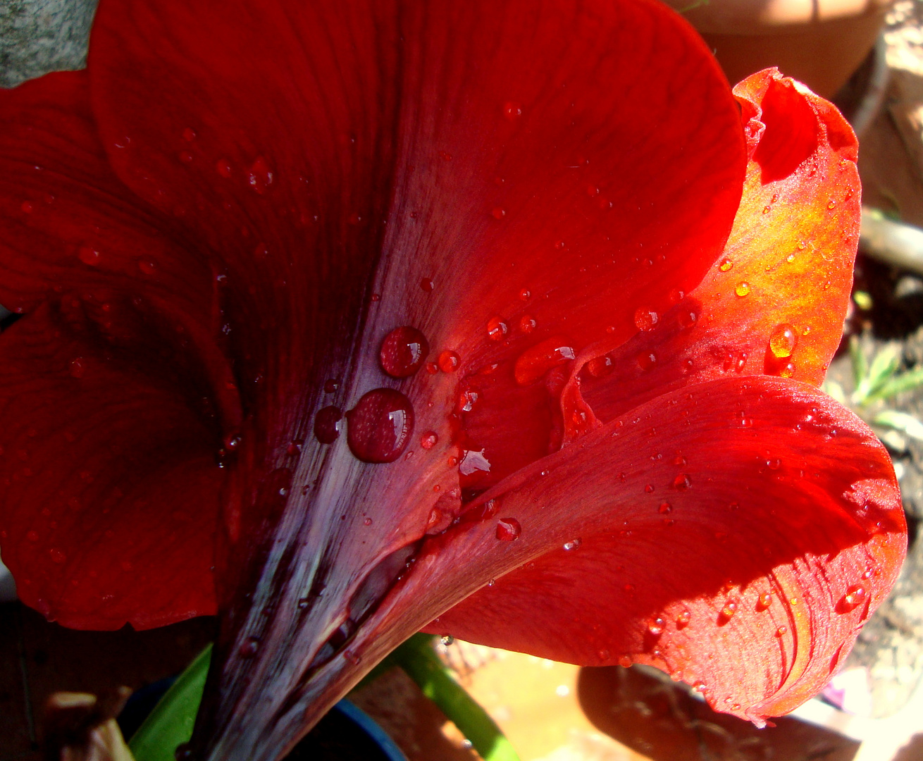 FLOR GOTAS DE LLUVIA