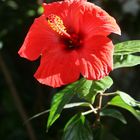 flor "hibiscus"