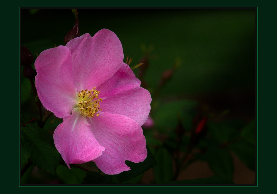 FLOR ILUMINADA