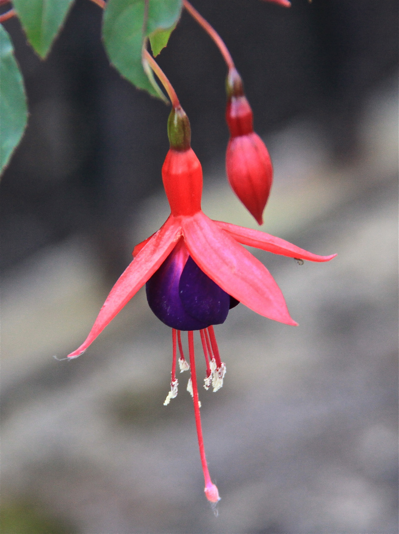 Flor imposible