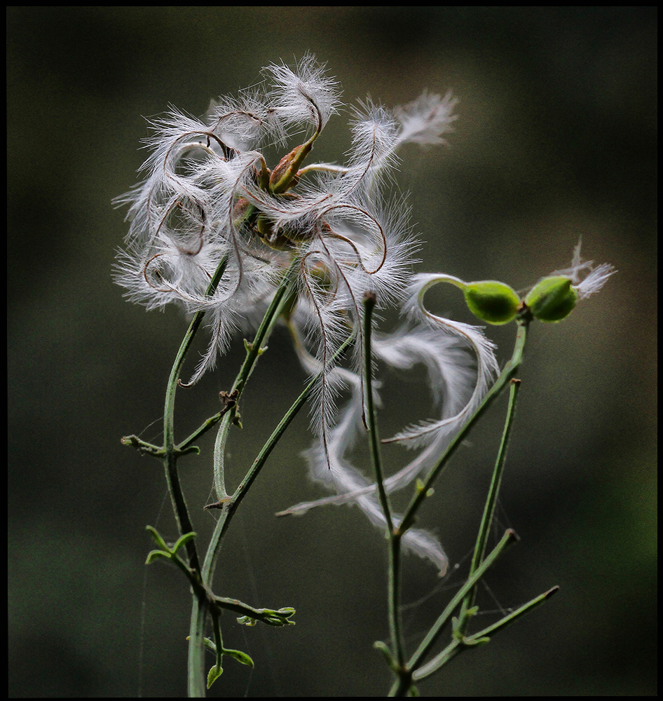 FLOR INVERNAL