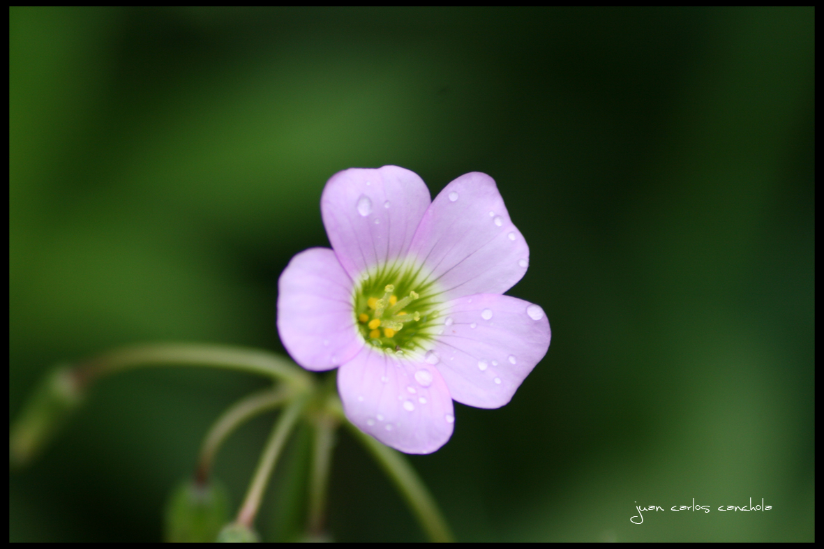 flor lila