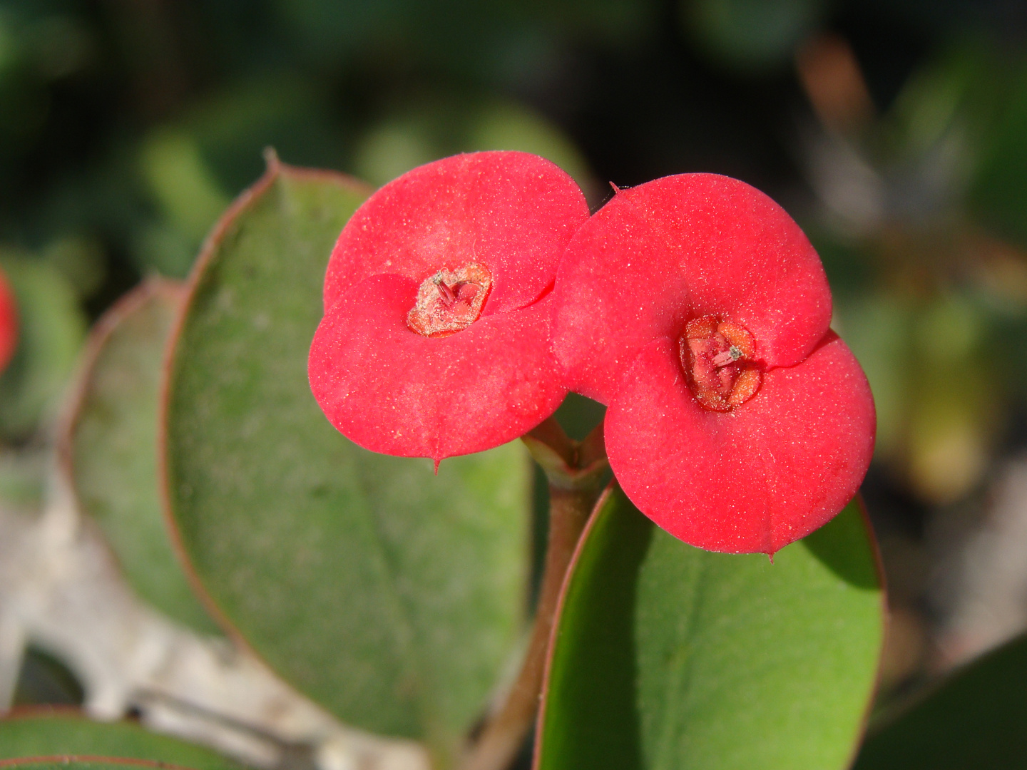 flor Lima Perú