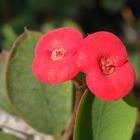 flor Lima Perú