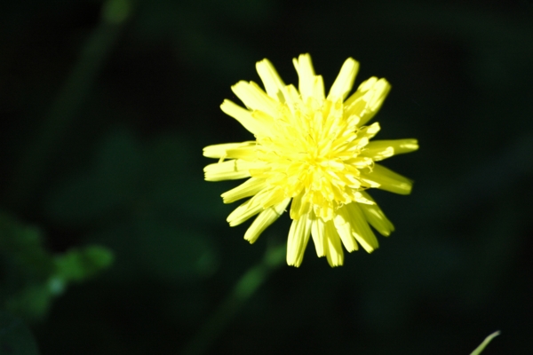 flor macro