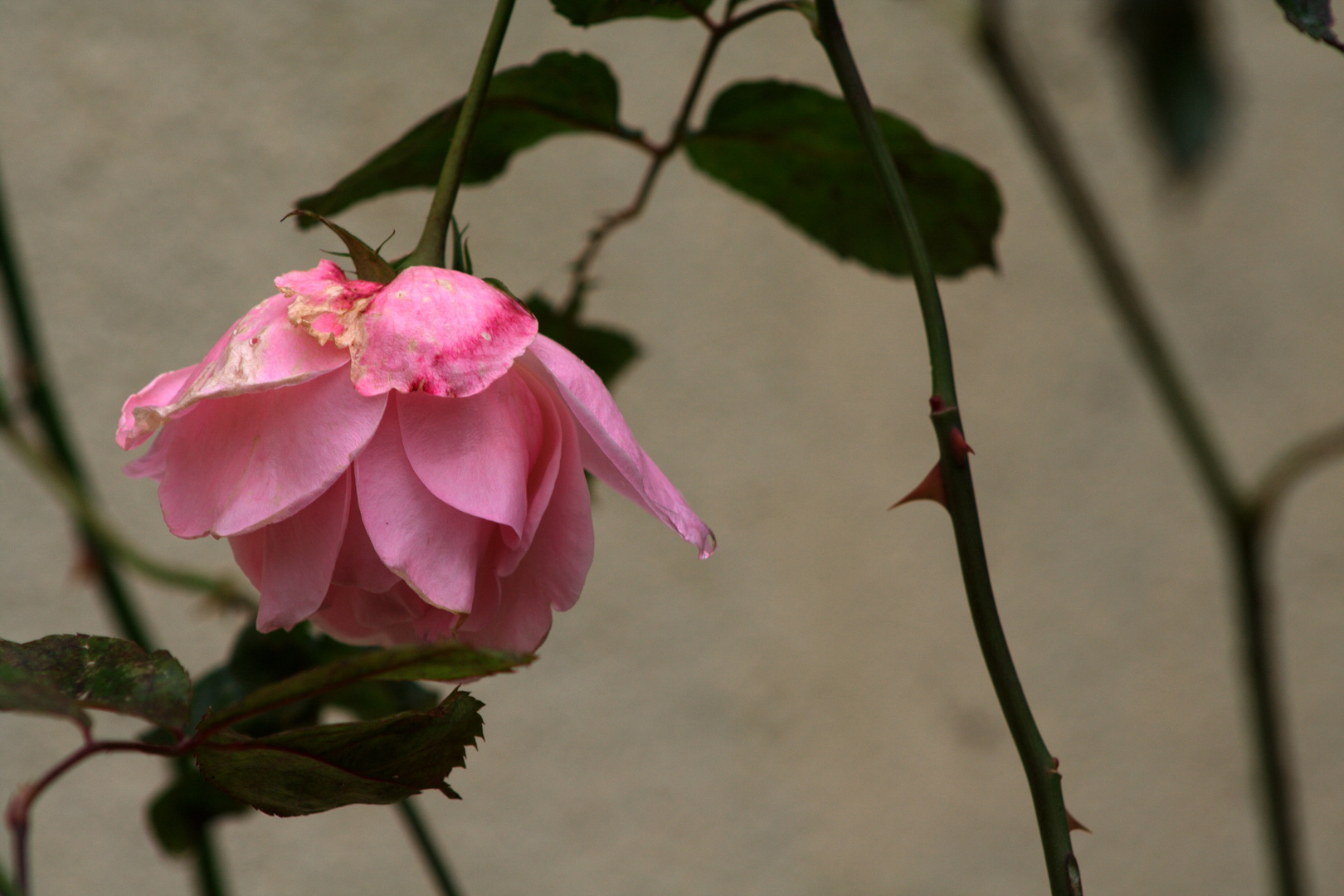 Flor marchita