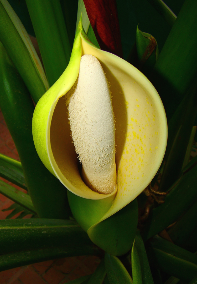 flor masculina Imagen & Foto | plantas, flores, nature Fotos de fotocommunity flor masculina Imagen & Foto | plantas, flores, nature Fotos de fotocommunity