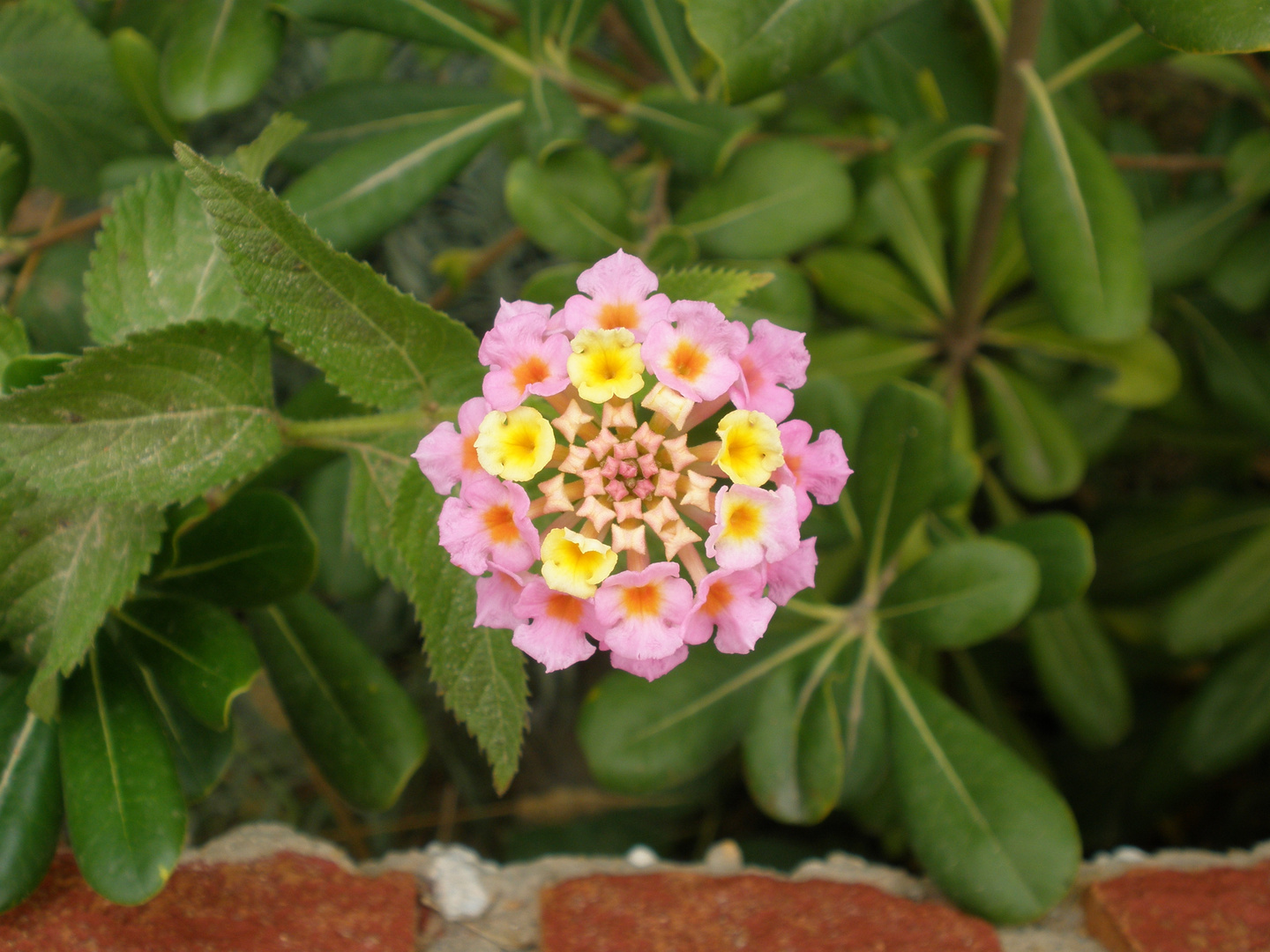 Flor mediterránea