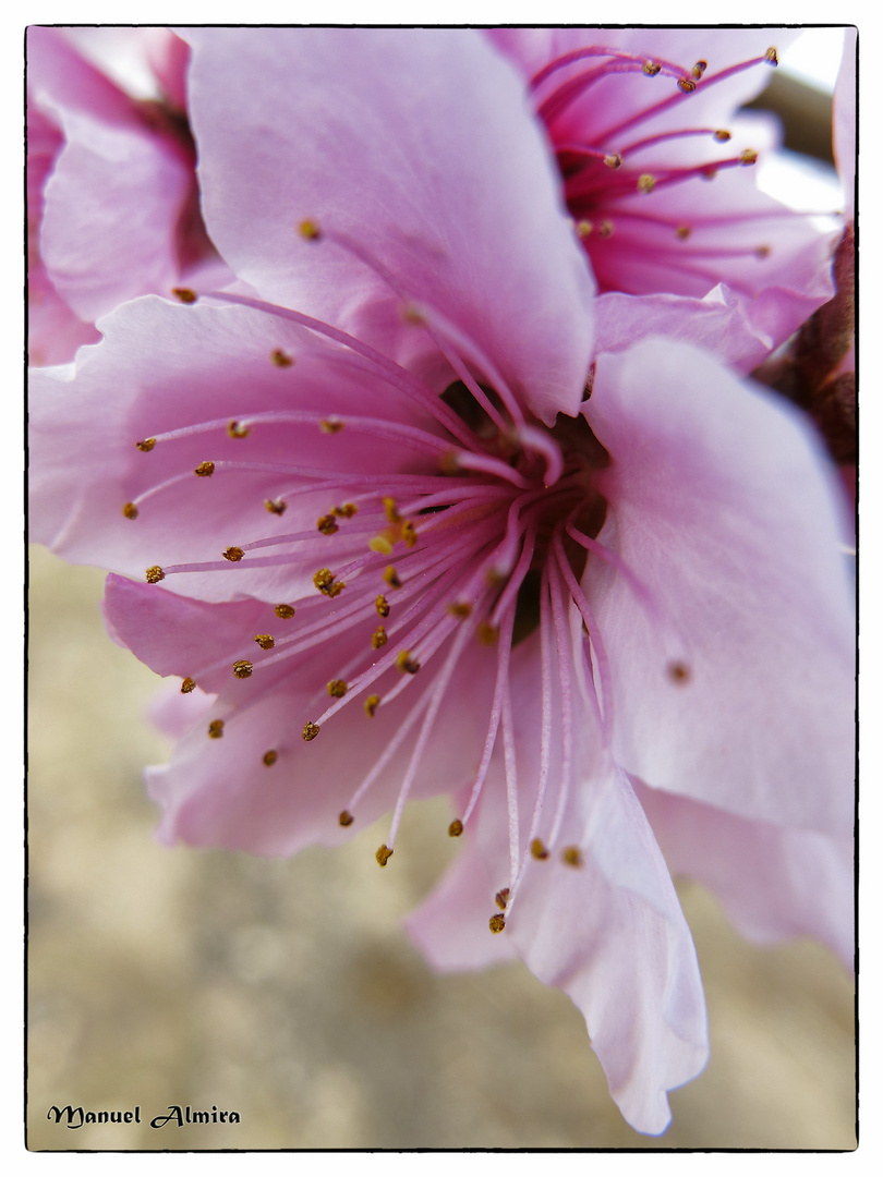 Flor Melocotonero.