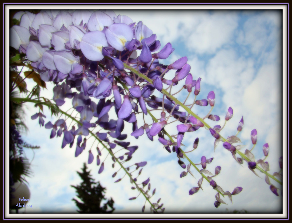 FLOR MORADA