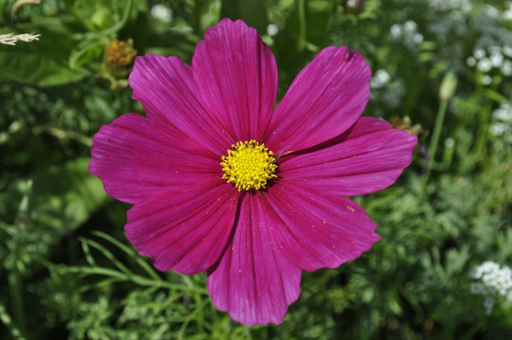 flor morada de valdizarbe 