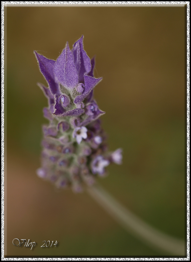 FLOR MORADA