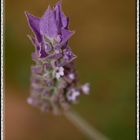 FLOR MORADA