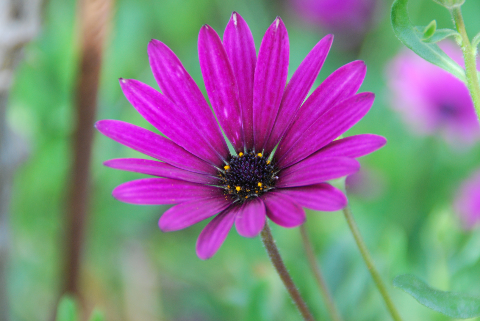 flor morada