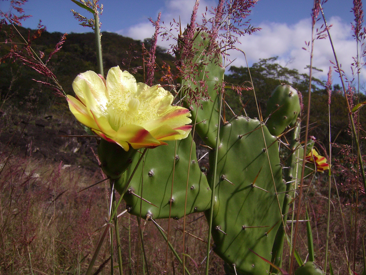 flor na serra do cipó