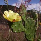 flor na serra do cipó