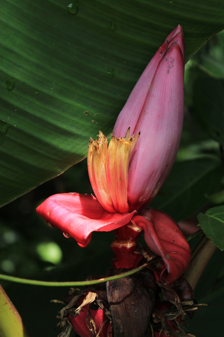 Flor Naciente