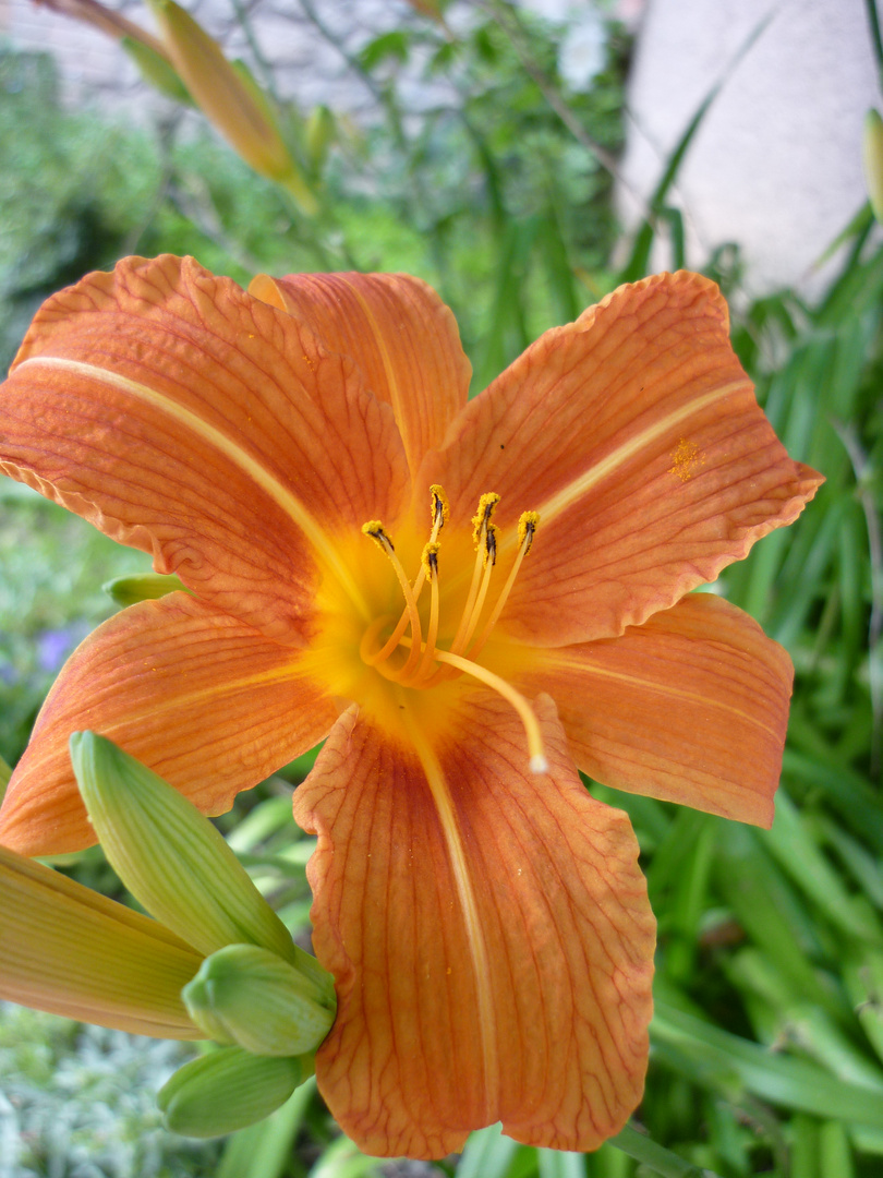 Flor naranja