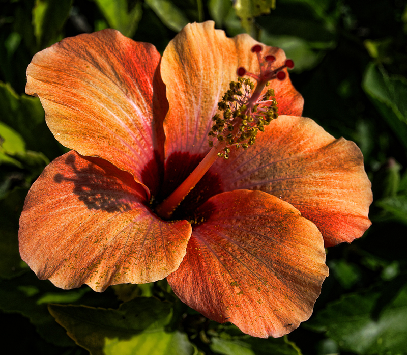 Flor Naranja