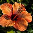 Flor Naranja