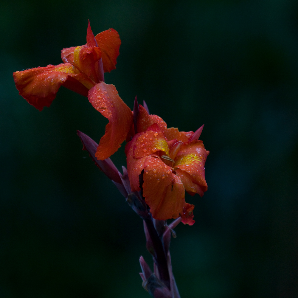 flor naranja