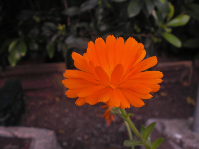 Flor naranja