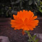 Flor naranja