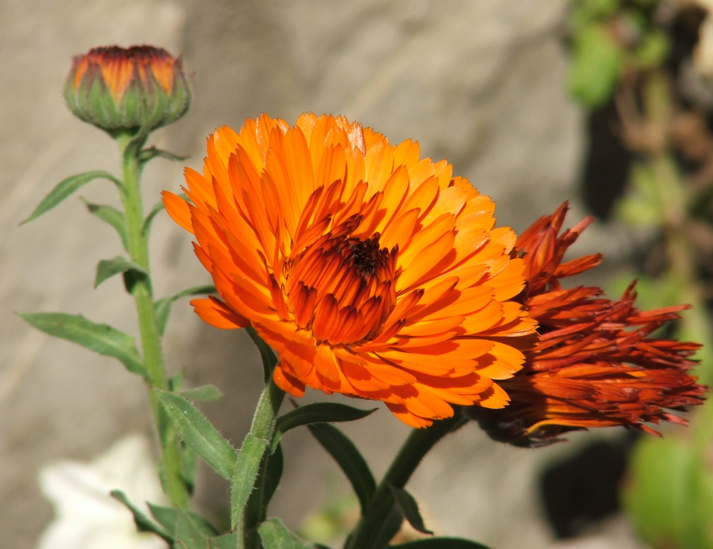 Flor naranja