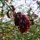 Flor ( no se el nombre) en Botanico - Gran Canaria