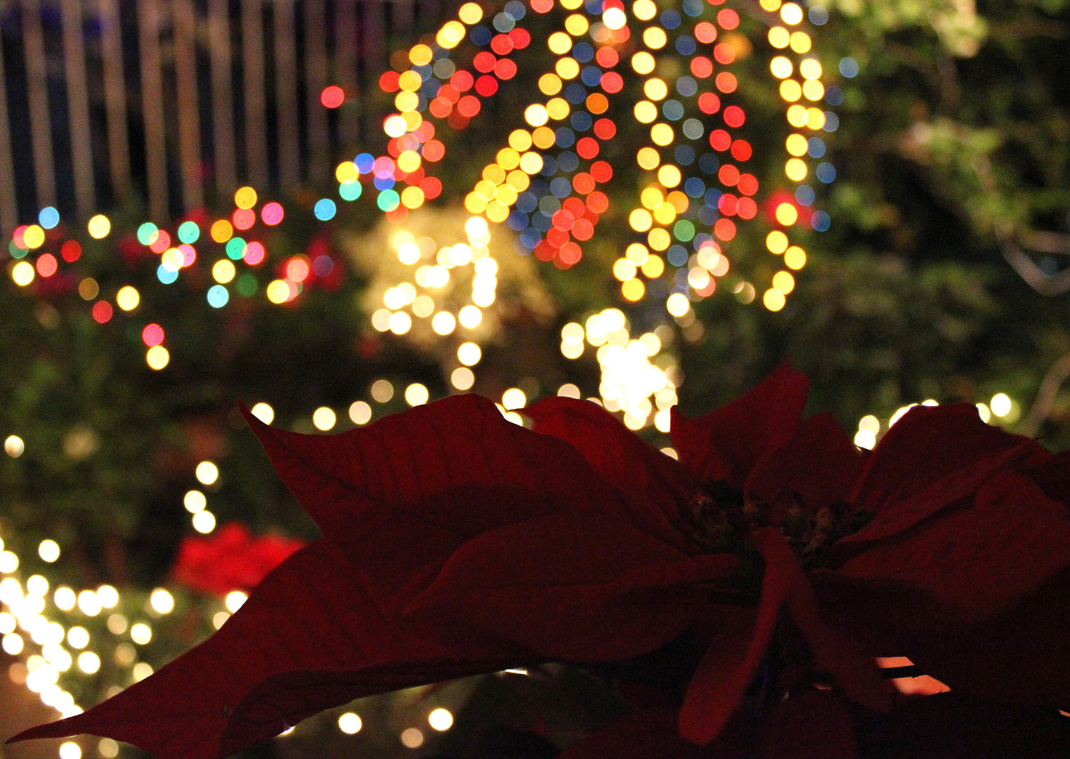 Flor Noche Buena y luces navideñas