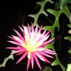 FLOR NOCTURNA