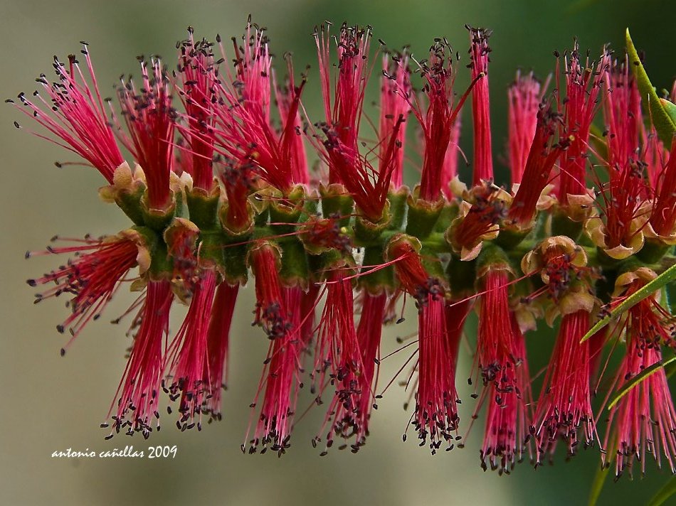 ¿Flor o escobilla limpia tubos?