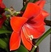 Flor Orquidea