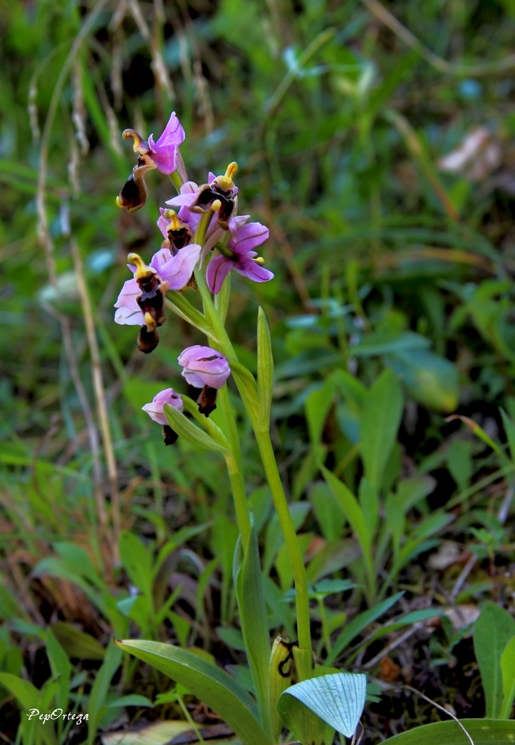 Flor orquídea