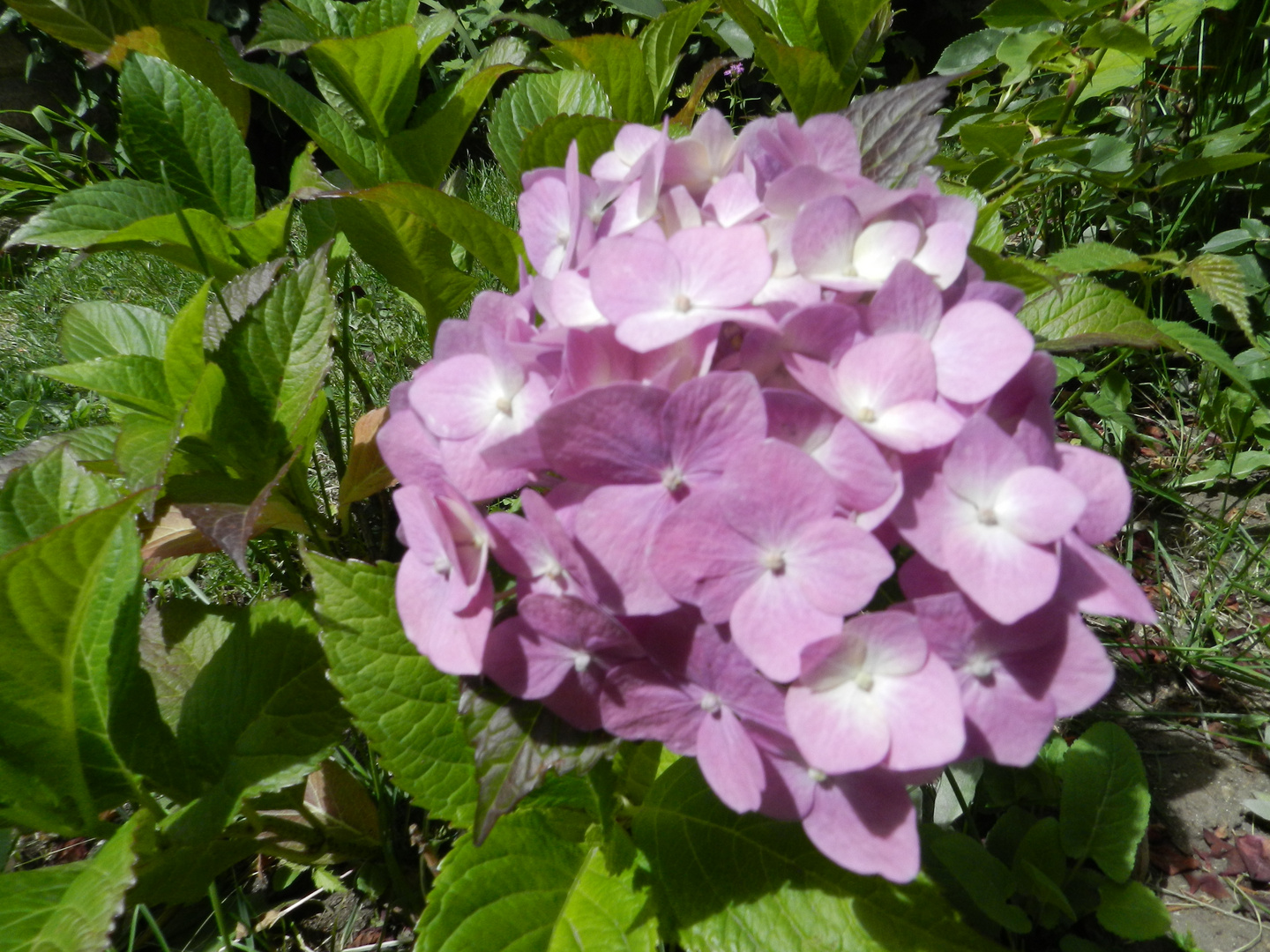 flor ortensia