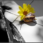 Flor para la querida