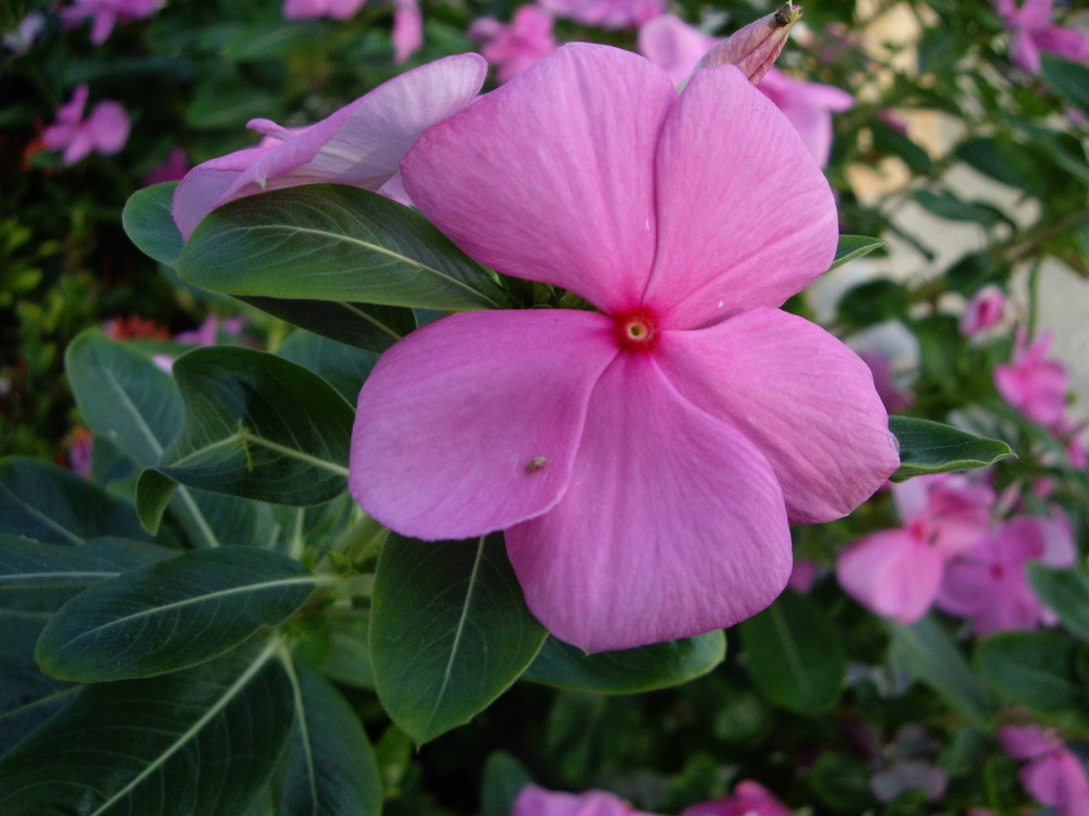 flor puerto vallarta