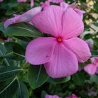 flor puerto vallarta