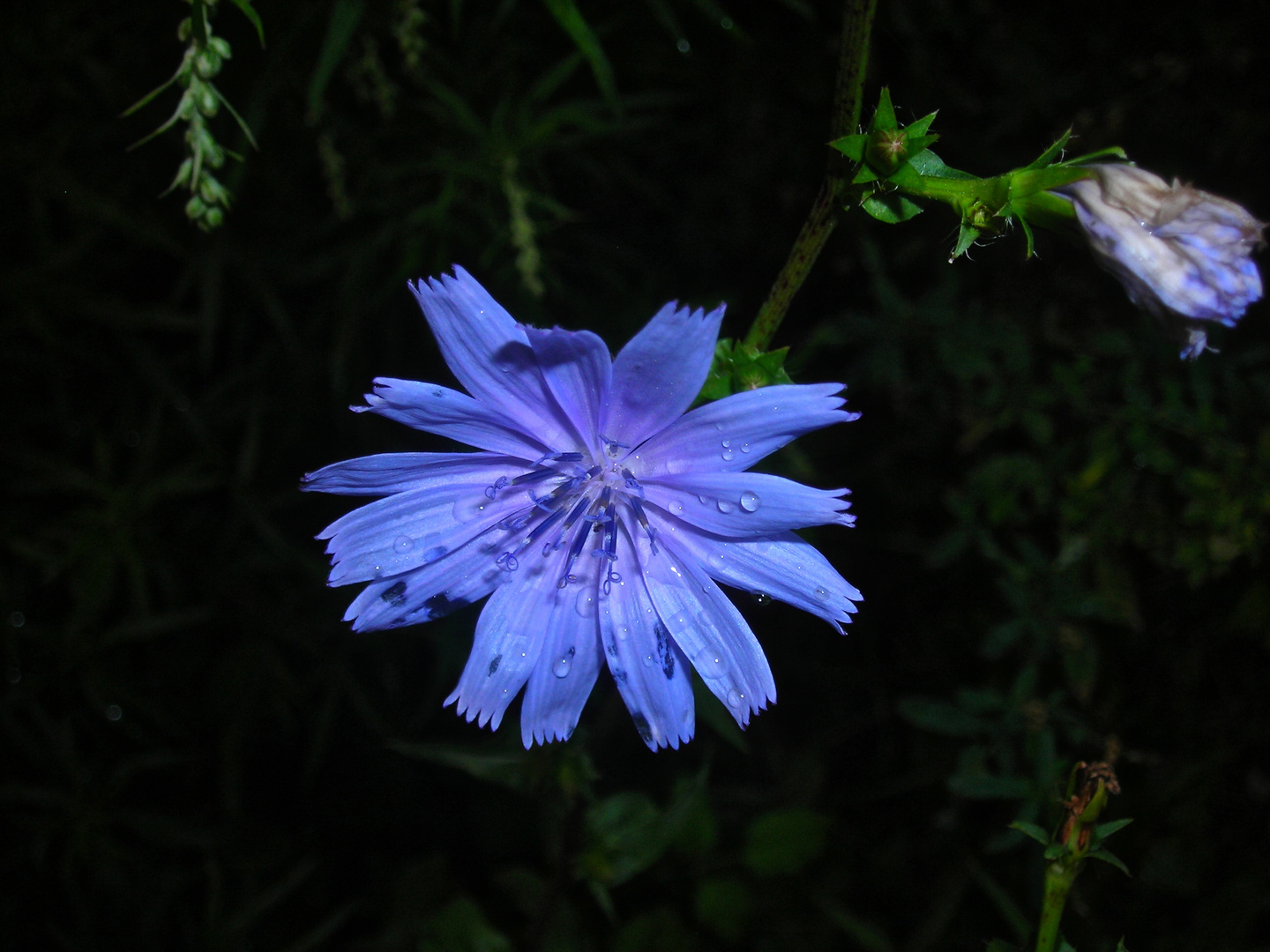 Flor que llora