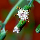 Flor que nunca ví