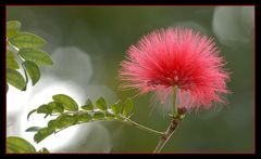 flor roja