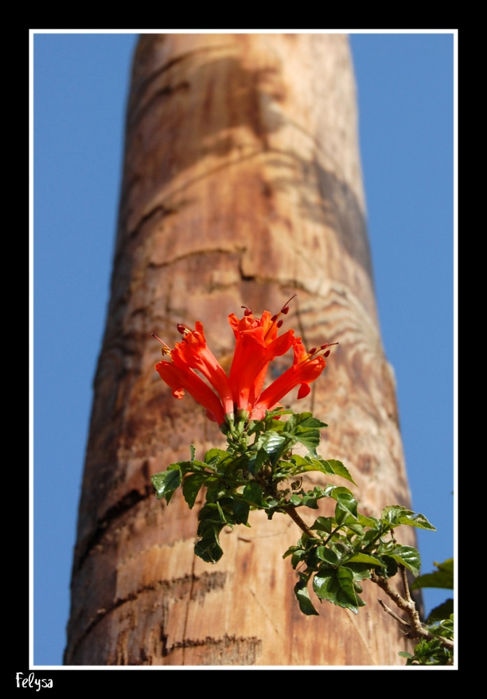 FLOR ROJA