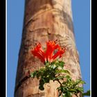 FLOR ROJA