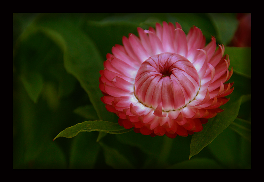 Flor Roja