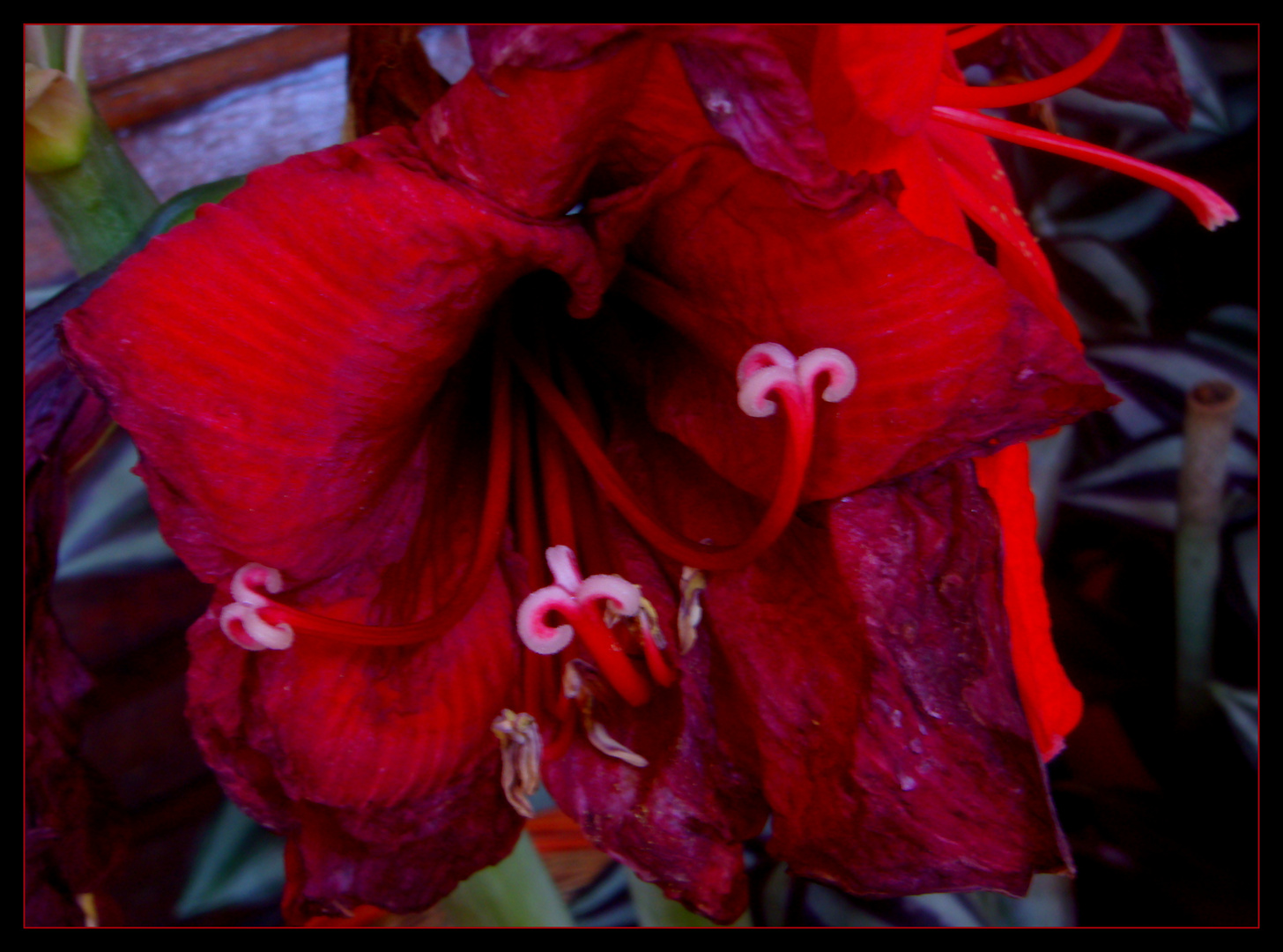 FLOR ROJA