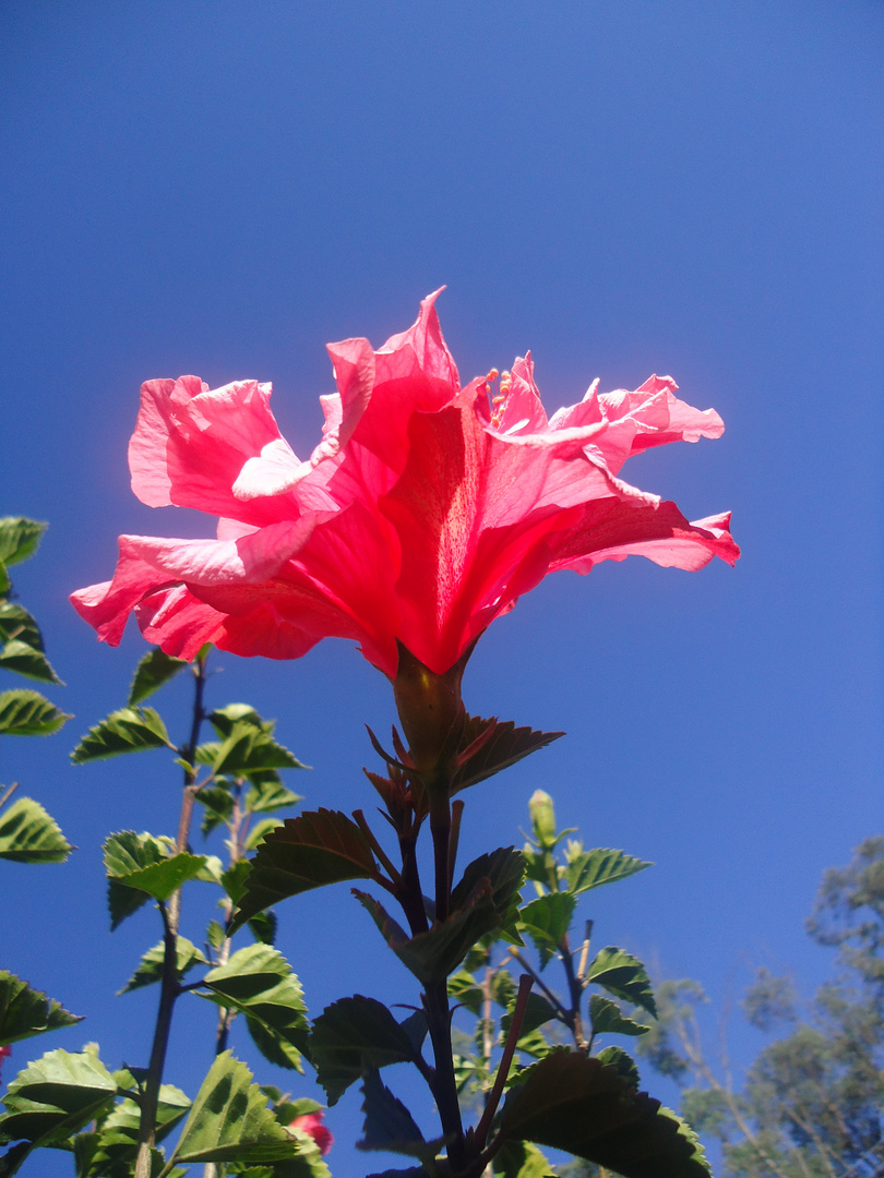 FLOR ROJA